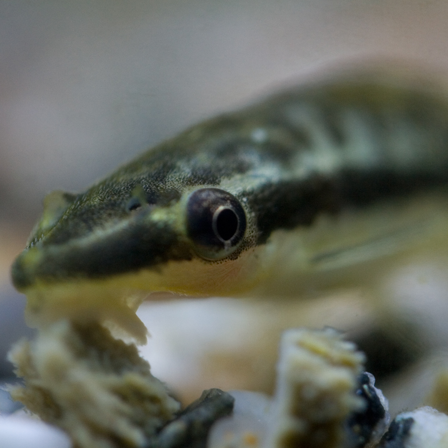 oto
