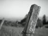 a post - scanned 6x6 negative