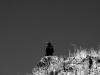 crow