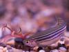 Zebra Danio and Dwarf Lily (1)